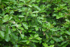 Heritiera littoralis